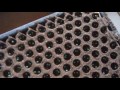 長ネギ種子